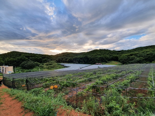 안산 그랑꼬또 와이너리