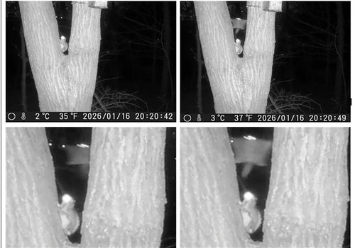 무인 센서 관찰 카메라에 찍힌 하늘다람쥐