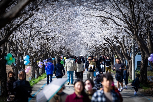 임진강변 벚꽃길