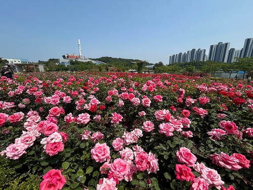 한강신도시 호수공원 장미원