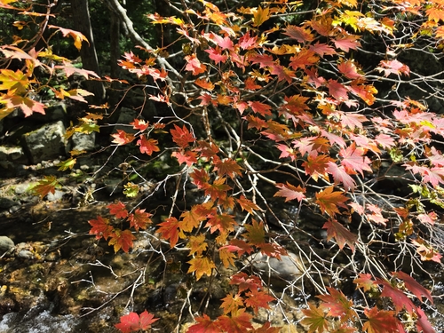 점봉산에서 관찰된 첫 단풍