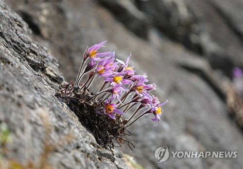 절벽에서 봄소식 전하는 동강할미꽃