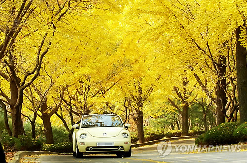 화려한 에버랜드 단풍