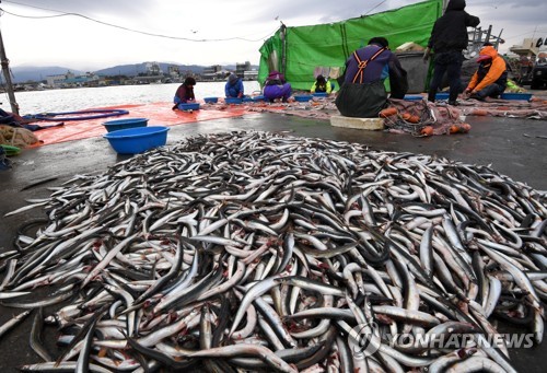 동해안 별미 양미리 풍어