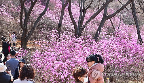 원미산에 만개한 진달래