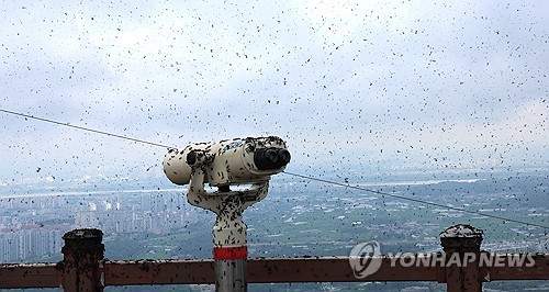 러브버그로 뒤덮인 계양산 정상