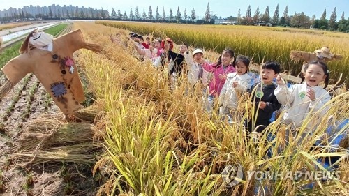 벼 베기 체험하는 어린이들