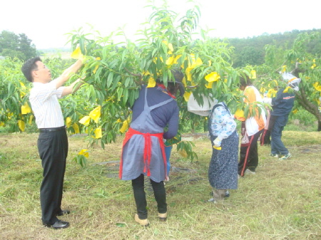 매탄4동부녀회 농촌 일손돕기_2