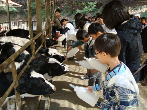 수원시초등학교 4-H회 농촌 문화 체험교육_1