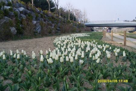 원천천변 산책로에서 튤립축제_1
