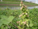 도꼬마리 (Xanthium strumarium)를 아십니까? _1