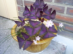 끝까지 지켜줄께요_1