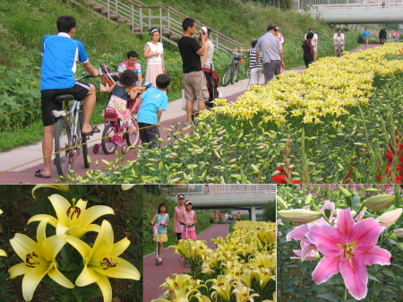 향기로운 백합꽃 향기에 취하다_1