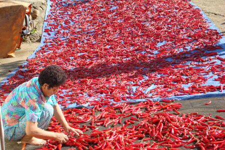 모기 입이 정말 비뚤어졌을까_1