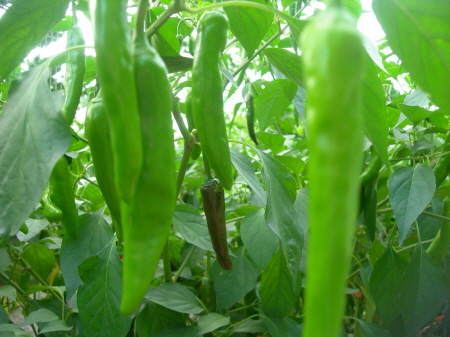 내가 고추밭 주인이라면?_1