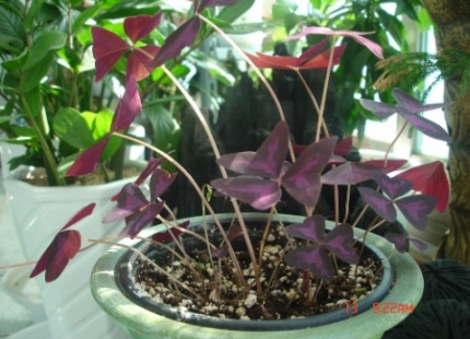 당신과 함께 하겠습니다 _1