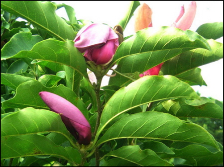 한여름에 핀 자목련의 자태_1