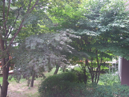 [수필] 한 그루 나무가 되고 싶다 _1