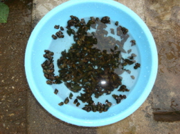 한낮의 텃밭풍경_1