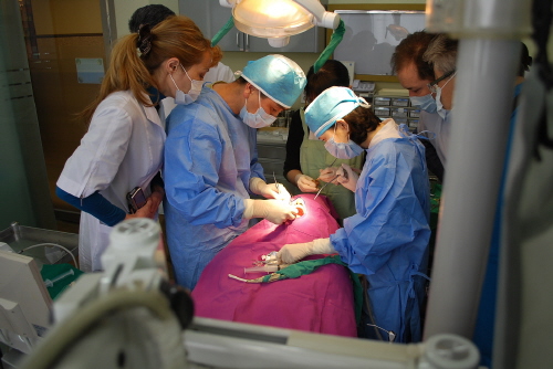 카자흐스탄 최고 치과의사들 수원서 임플란트 연수_1