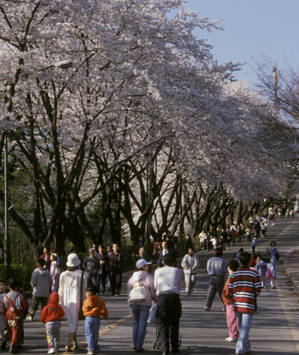 도청 벚꽃이 시민들을 기다려요_1