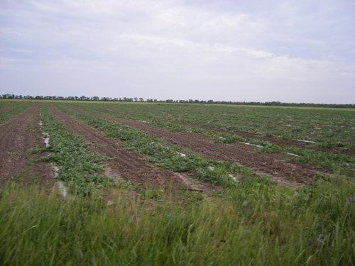 우크라이나 농업의 주요 생산 주체 고려인 _2