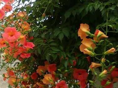 능소화의 전설_2