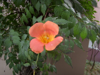 능소화의 전설_1