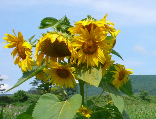 아침에는 아빠가 주부_1