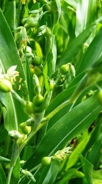 내 사랑 율무차_1