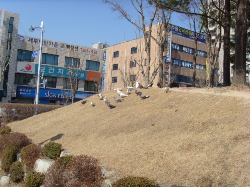 도심속 비둘기로 인한 피해 대책 필요_1
