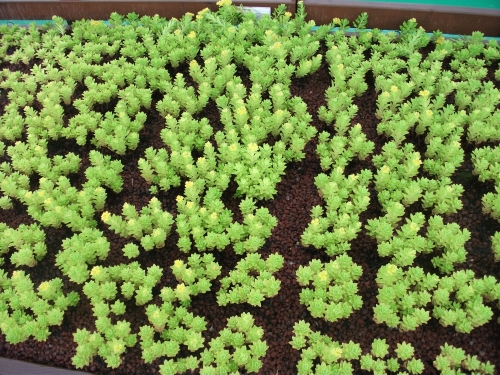 옥상에서 공원을 즐기다_3