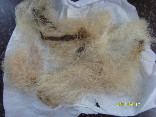 옥수수 수염차로 만드는 건강_2