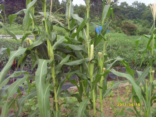 옥수수 수염차로 만드는 건강_1