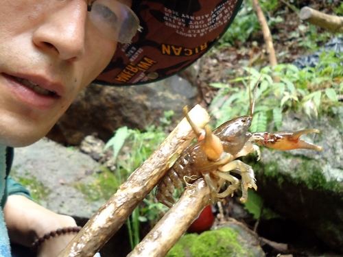앗! 수원천 발원지에 가재가 있네?_1