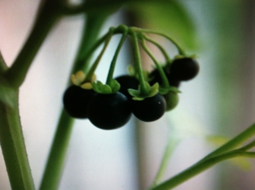 조물주의 완전함을 담은 까마중_2