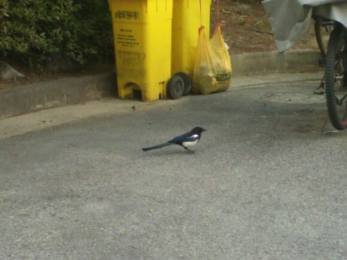 까치가 전해준 반가운 합격소식_1