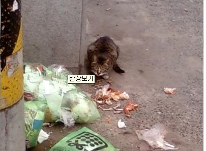 주택가 쓰레기처리, 시민의식부터 높여야_2