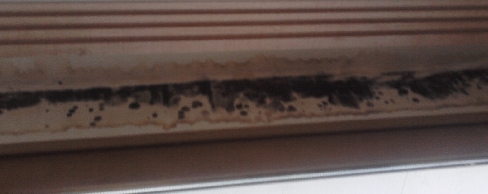 곰팡이여 물럿거라~_1