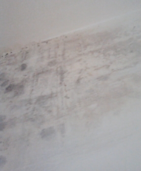 곰팡이여 물럿거라~_2