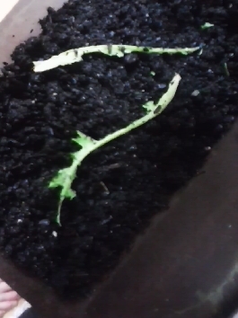 식성 좋은 우리집 달팽이녀석들_1