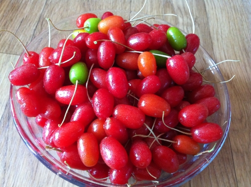 부모님 마음이 보석처럼 빛나는 보리수 열매_2