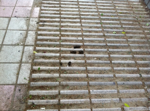 공원에 즐비한 개똥들_1