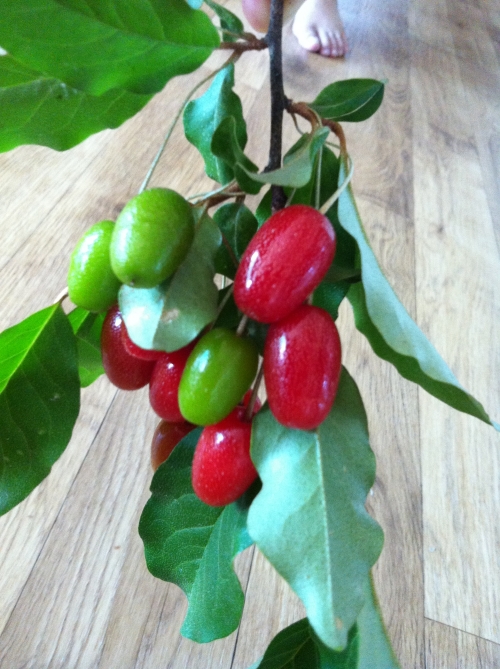 부모님 마음이 보석처럼 빛나는 보리수 열매_1