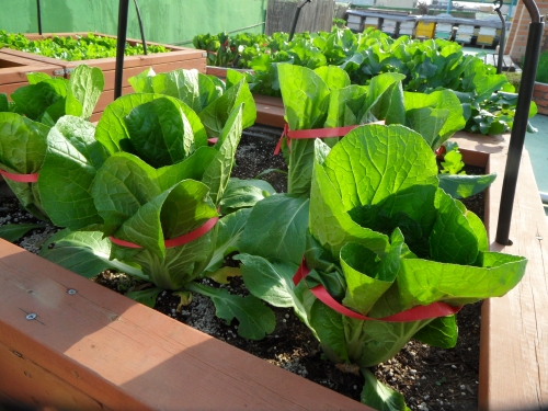 영화동 주민센터 옥상 텃밭에서 배추 길러요_3