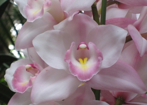 세상에서 가장 완벽한 정신 치료제, 웃음꽃_1