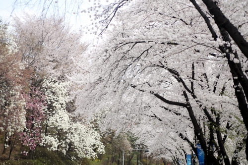 수원 팔달산은 벚꽃 가득한 축제의 나라 _1