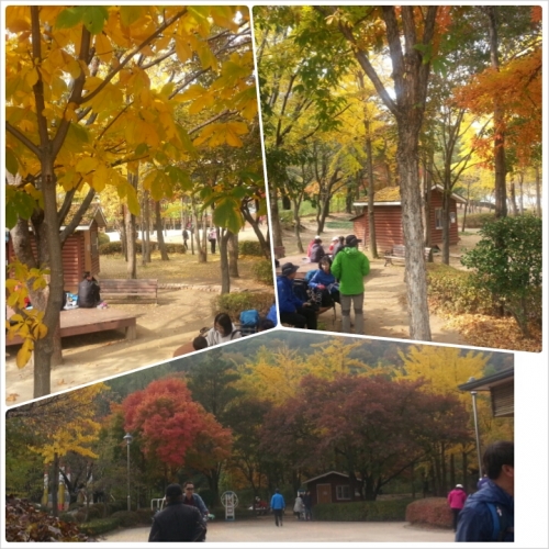 광교 수변 산책로, 가을 단풍의 절정_3