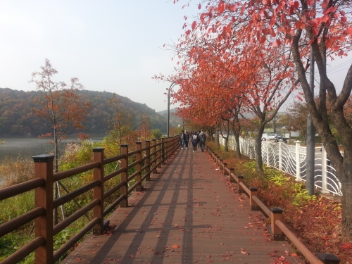 광교 수변 산책로, 가을 단풍의 절정_2
