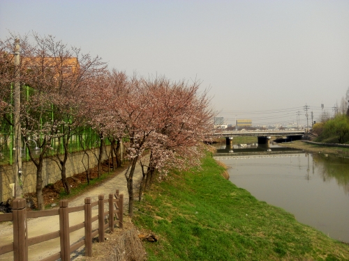 봄꽃이 아름다운 거리, 황구지천의 벚꽃 오솔길 _4